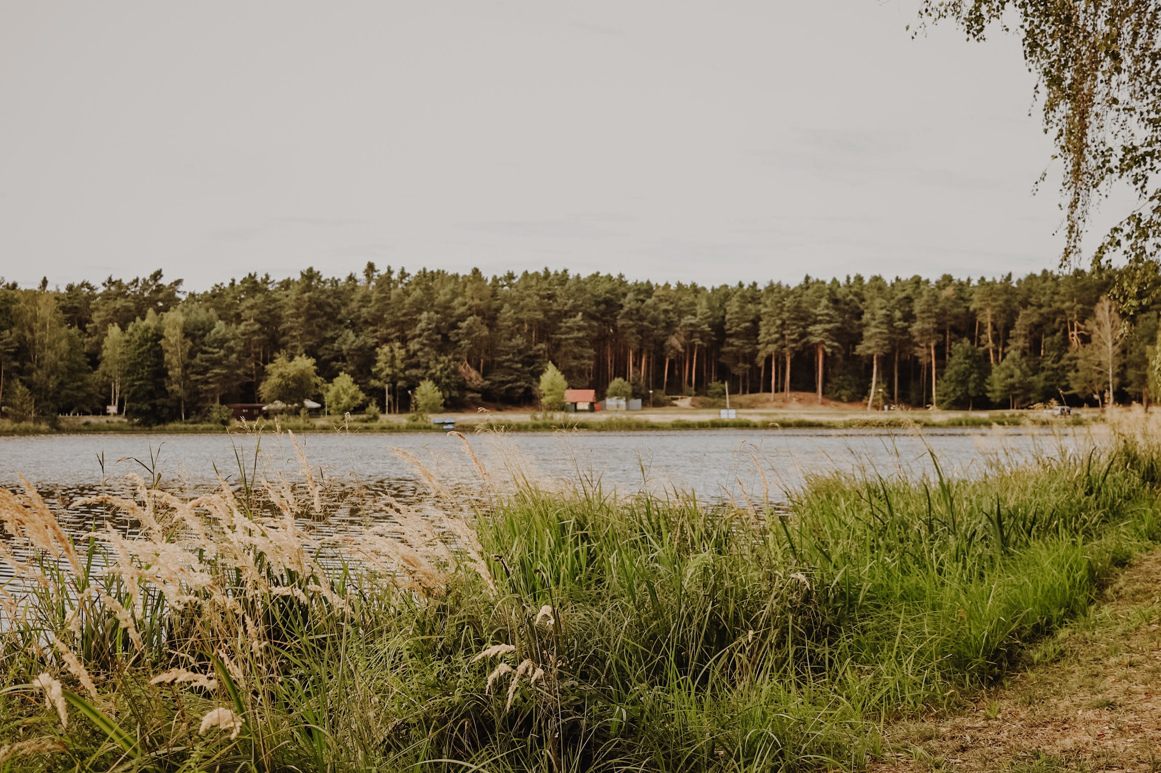 Widok na Zalew w Ożannie otoczony lasem i trawami rosnącymi przy brzegu.