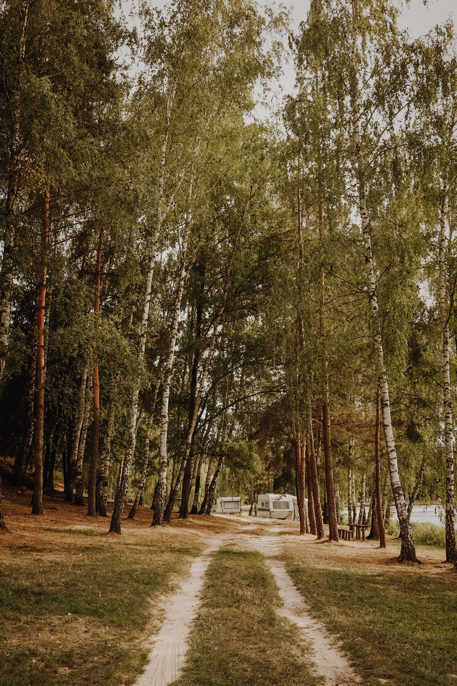 Leśna droga prowadząca między drzewami w kierunku domków letniskowych.