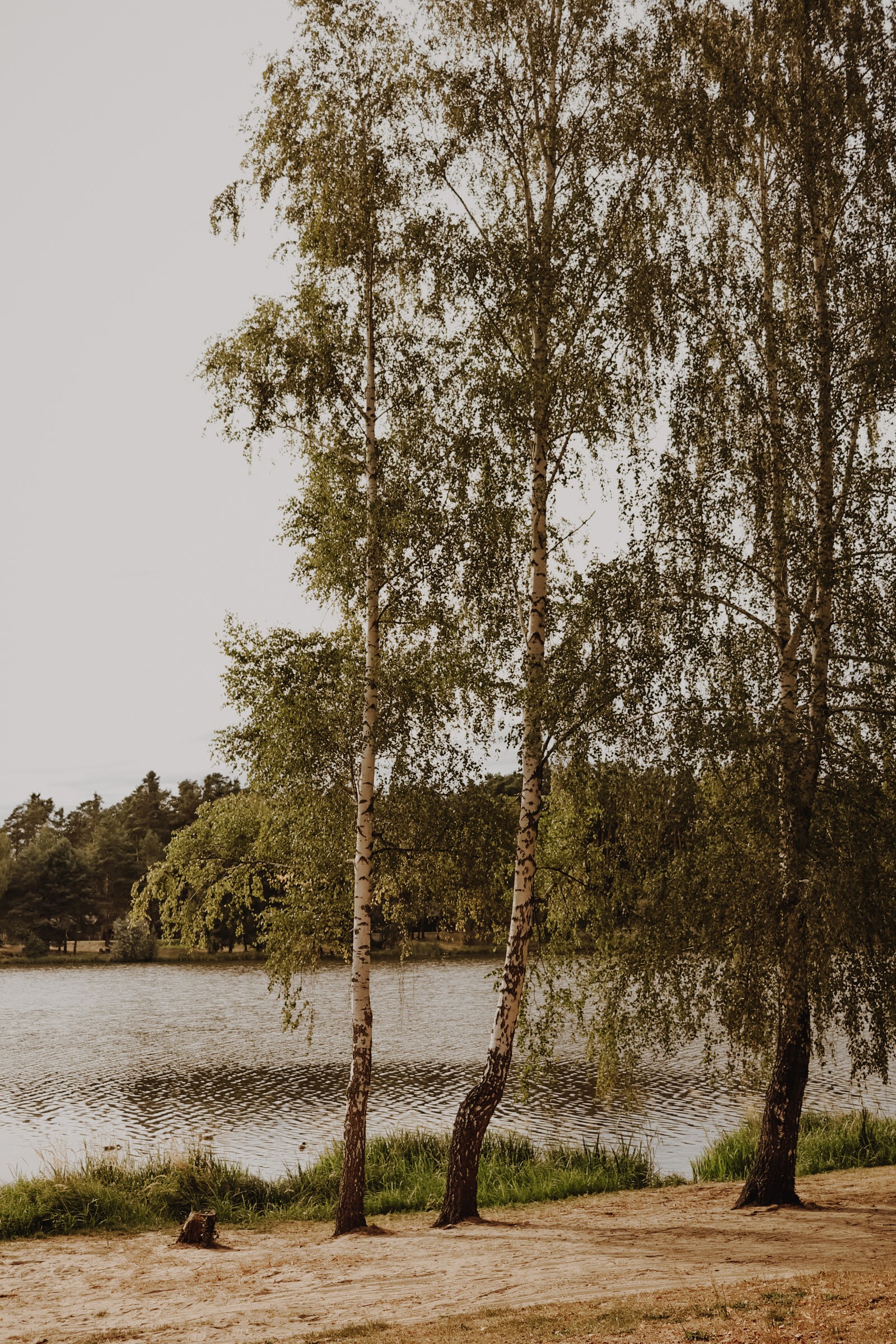 Brzeg jeziora z brzozami i odbiciem drzew w wodzie Zalewu w Ożannie.